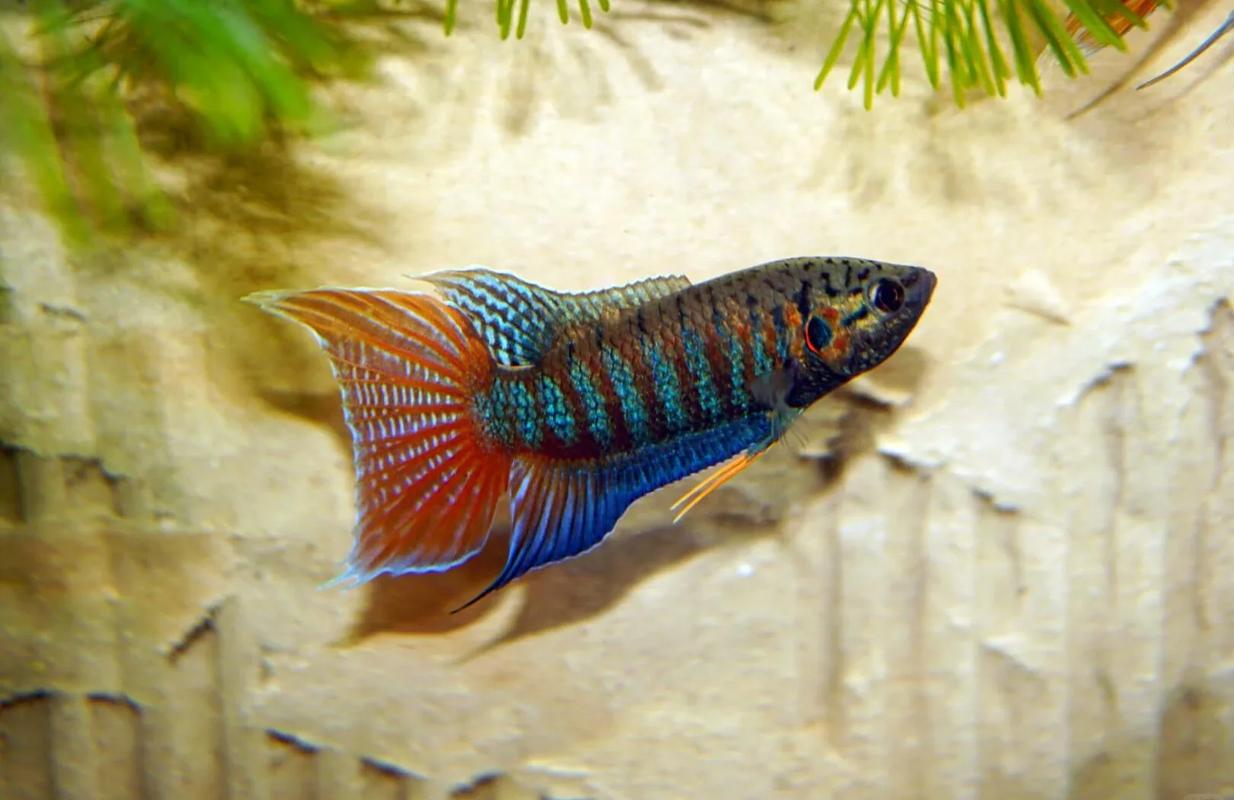 中国斗鱼行情为何波动这么大?