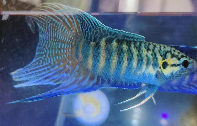 中国斗鱼行情为何波动这么大?