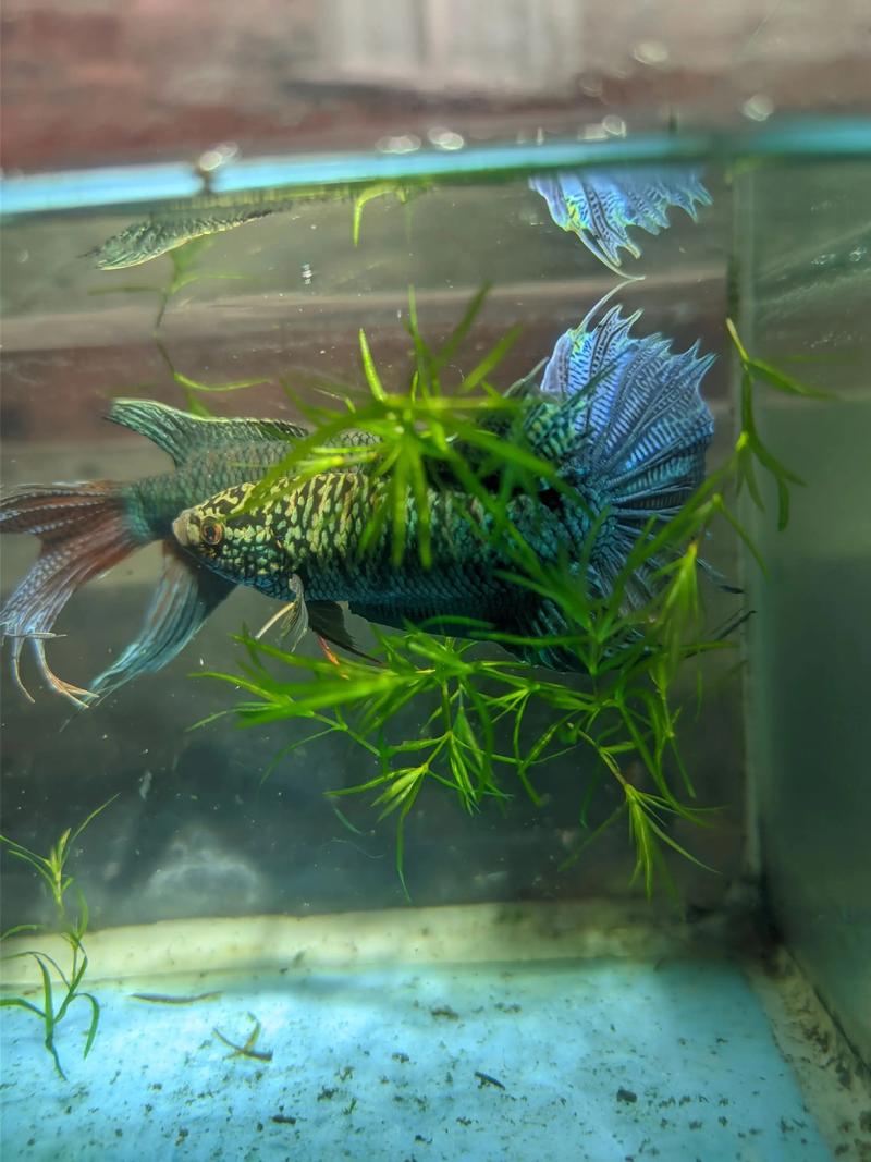 中国斗鱼行情为何波动这么大?