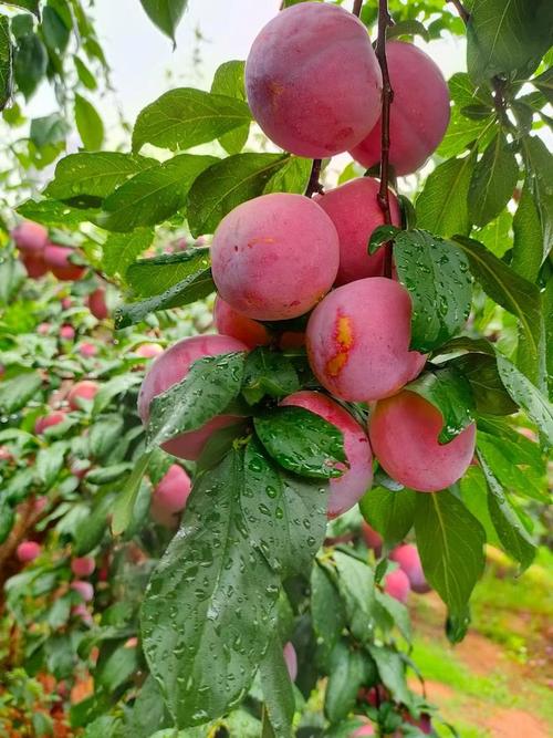 当前桃李市场行情波动背后,供需关系与气候因素如何影响果农收益与消费者选择?